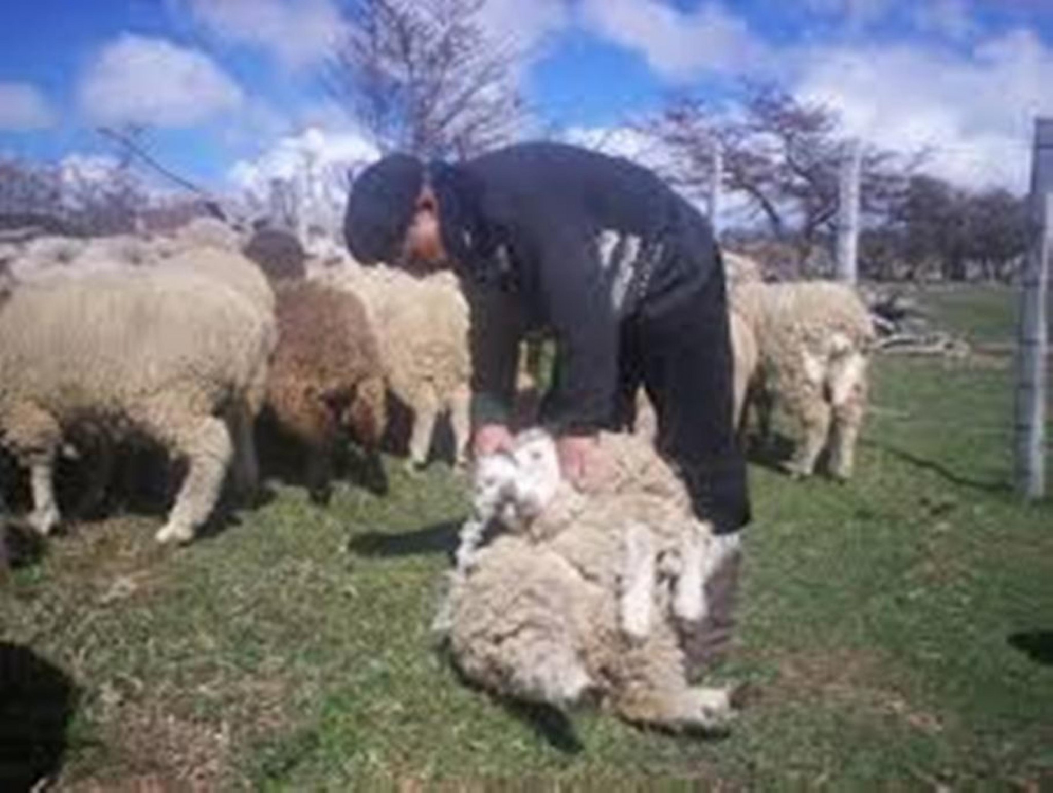 33-Esquilando ovejas